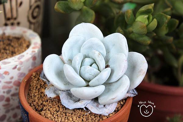 IMG_9277.JPG IMG_9277.JPG