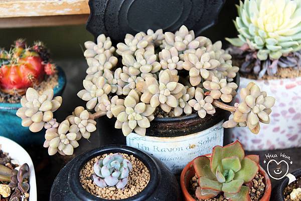 IMG_9278.JPG IMG_9278.JPG