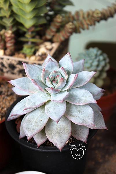 IMG_9279.JPG IMG_9279.JPG