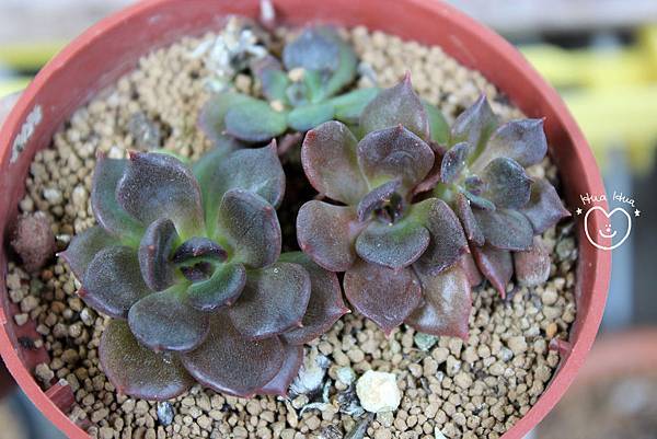 IMG_9281.JPG IMG_9281.JPG