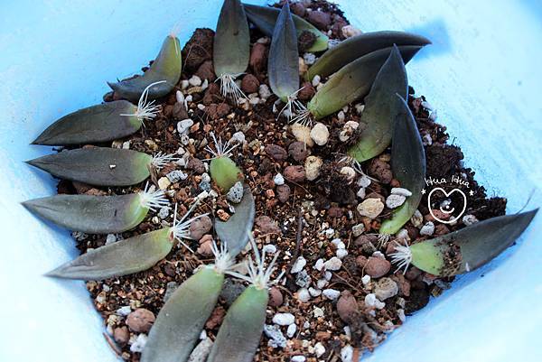 IMG_9286.JPG IMG_9286.JPG