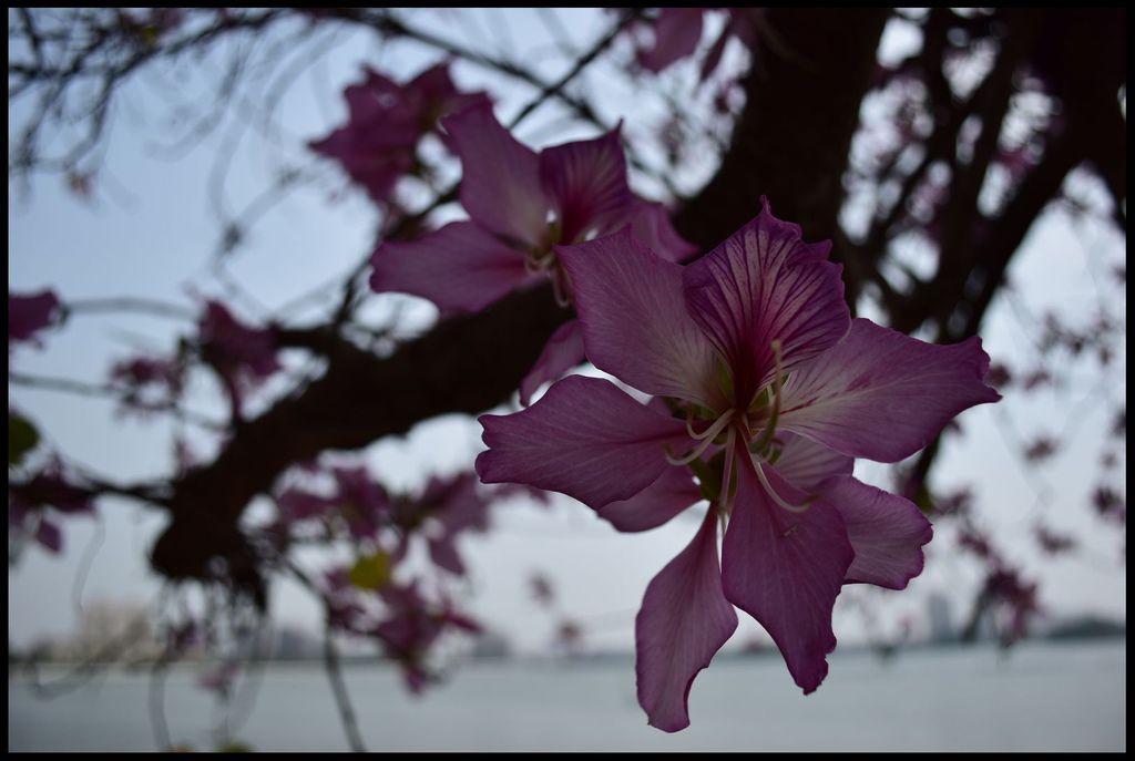 DSC_1596 DSC_1596