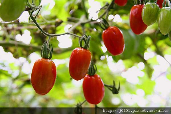 20100226-124.jpg 20100226-124.jpg