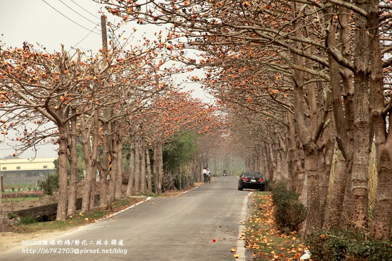 <就是愛拍拍>彰化.2015東螺溪木棉花~二林段(環河路)+