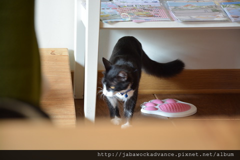 DSC_0511_resize.JPG DSC_0511_resize.JPG