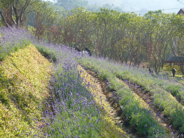 開很多喔 開很多喔