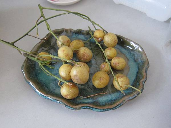 03黃皮果-果實.JPG 03黃皮果-果實.JPG