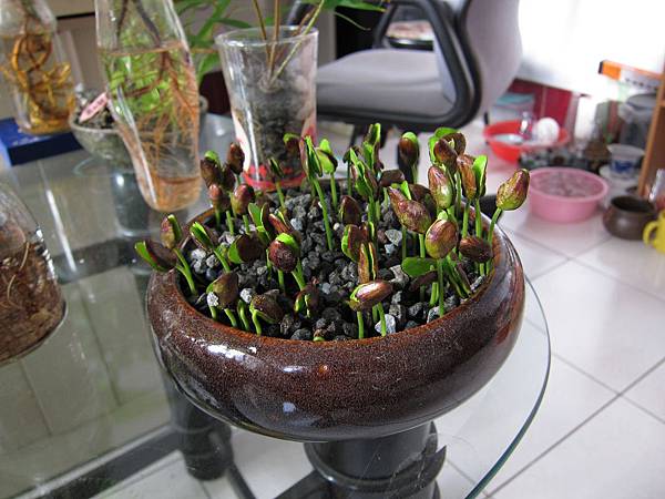 09黃皮果發芽.JPG 09黃皮果發芽.JPG