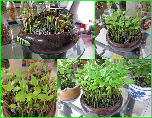 10黃皮果-成長過程.JPG 10黃皮果-成長過程.JPG