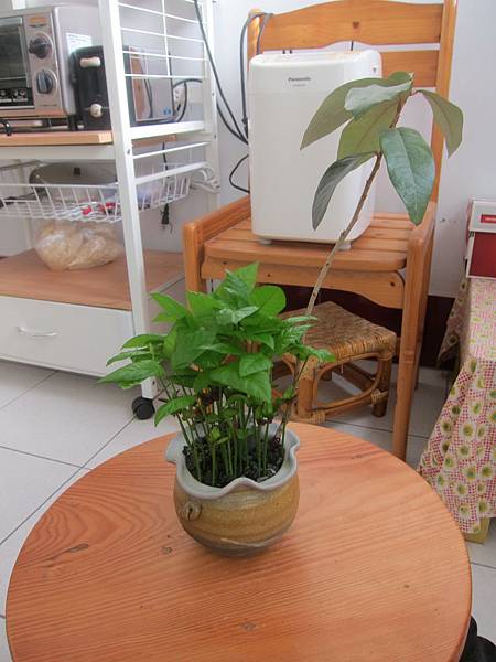 12黃皮果與銀葉板根組合.JPG 12黃皮果與銀葉板根組合.JPG