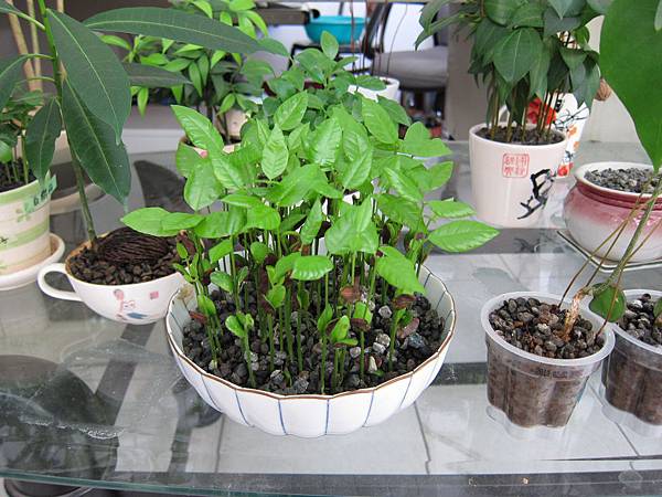 21大碗公黃皮果種子盆栽.JPG 21大碗公黃皮果種子盆栽.JPG