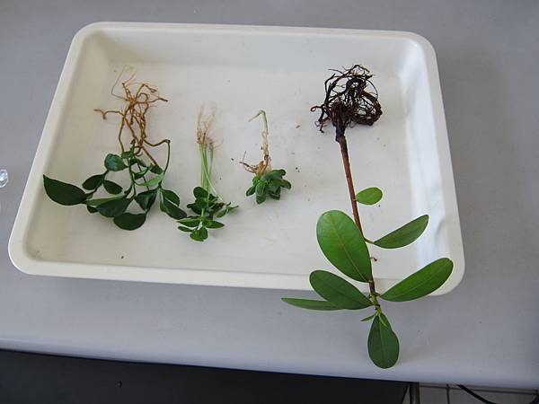 02植栽準備.JPG 02植栽準備.JPG