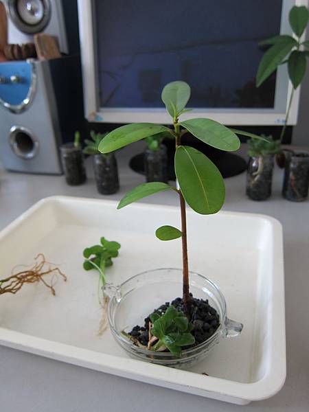 05開始種植.JPG 05開始種植.JPG