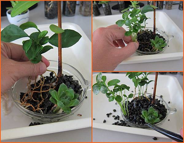 06種植過程.JPG 06種植過程.JPG