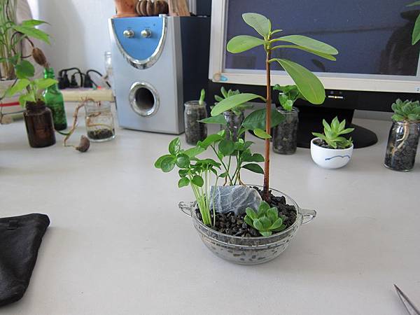 07完成組合盆栽-麥飯石水耕.JPG