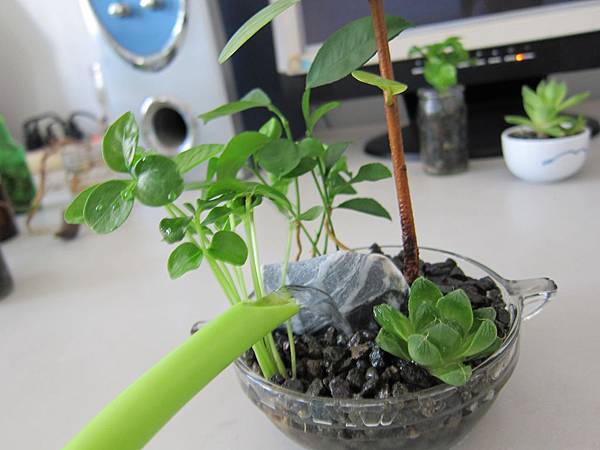 08麥飯石水耕-加水.JPG 08麥飯石水耕-加水.JPG