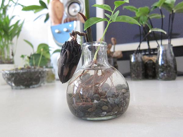 03玻璃瓶裝水及少量麥飯石.JPG 03玻璃瓶裝水及少量麥飯石.JPG