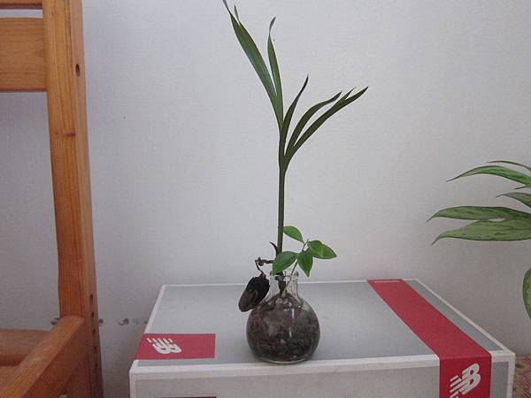 01清爽的水耕種子盆栽-紅棕櫚+沉香.JPG 01清爽的水耕種子盆栽-紅棕櫚+沉香.JPG