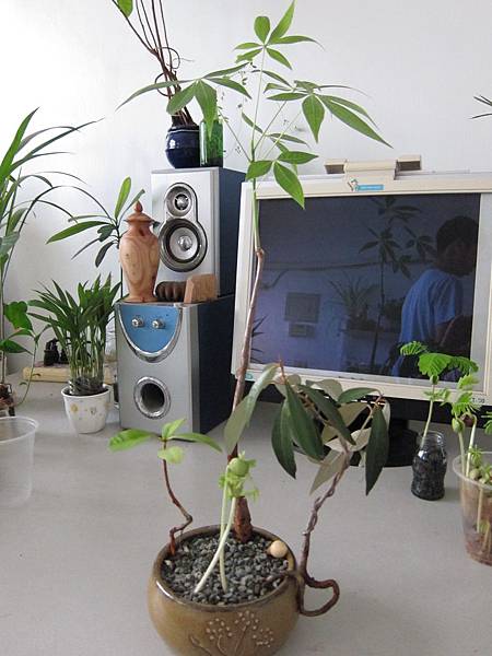 07種子盆栽-水耕法.JPG 07種子盆栽-水耕法.JPG