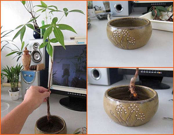 03大棵的植物先種植物材料準備.JPG 03大棵的植物先種植物材料準備.JPG