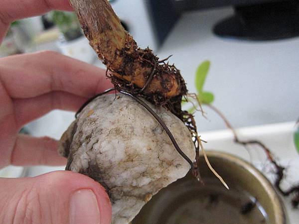 04大棵的馬拉巴栗+以石頭及鐵線固定.JPG 04大棵的馬拉巴栗+以石頭及鐵線固定.JPG