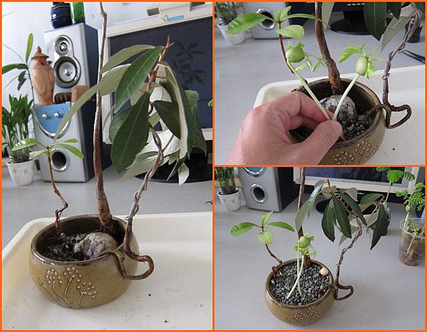 06種植過程.JPG 06種植過程.JPG