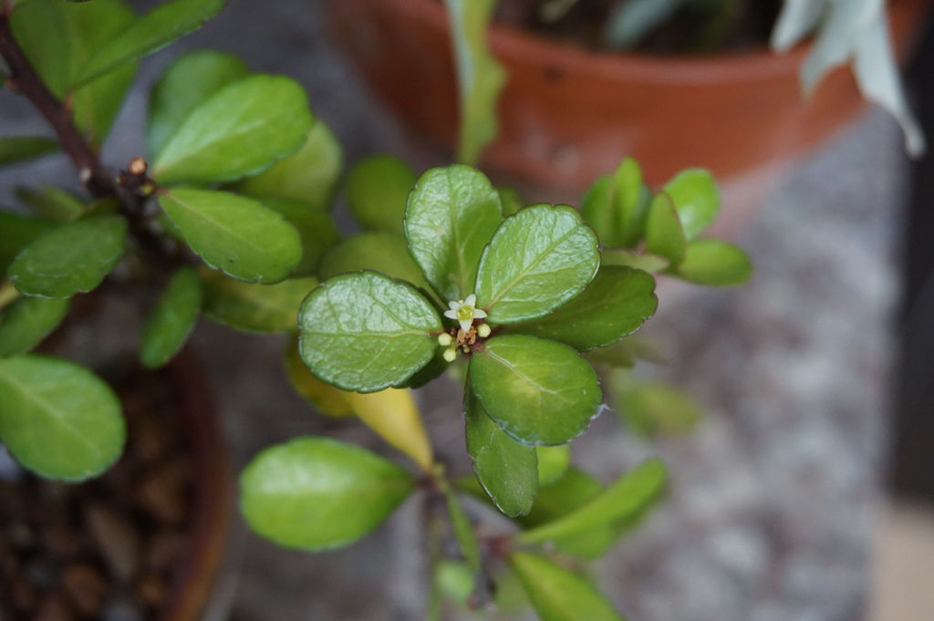 20牛港刺(無刺)開小花.JPG 20牛港刺(無刺)開小花.JPG