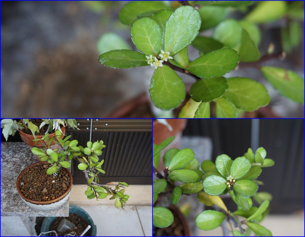 21牛港刺小花.jpg 21牛港刺小花.jpg