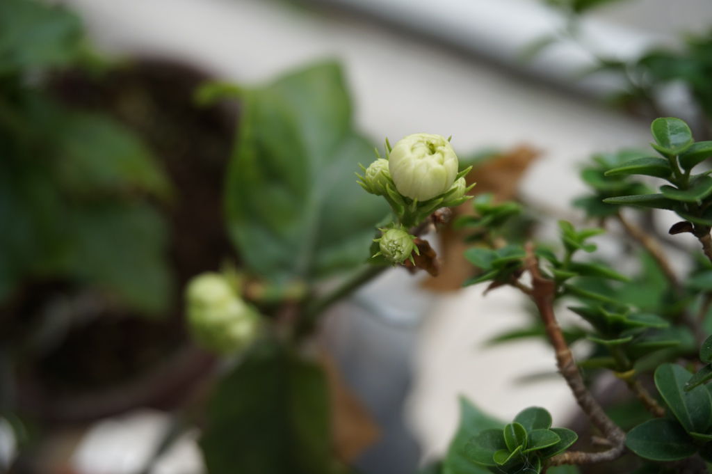 22含苞待放的重瓣苿莉花.JPG 22含苞待放的重瓣苿莉花.JPG