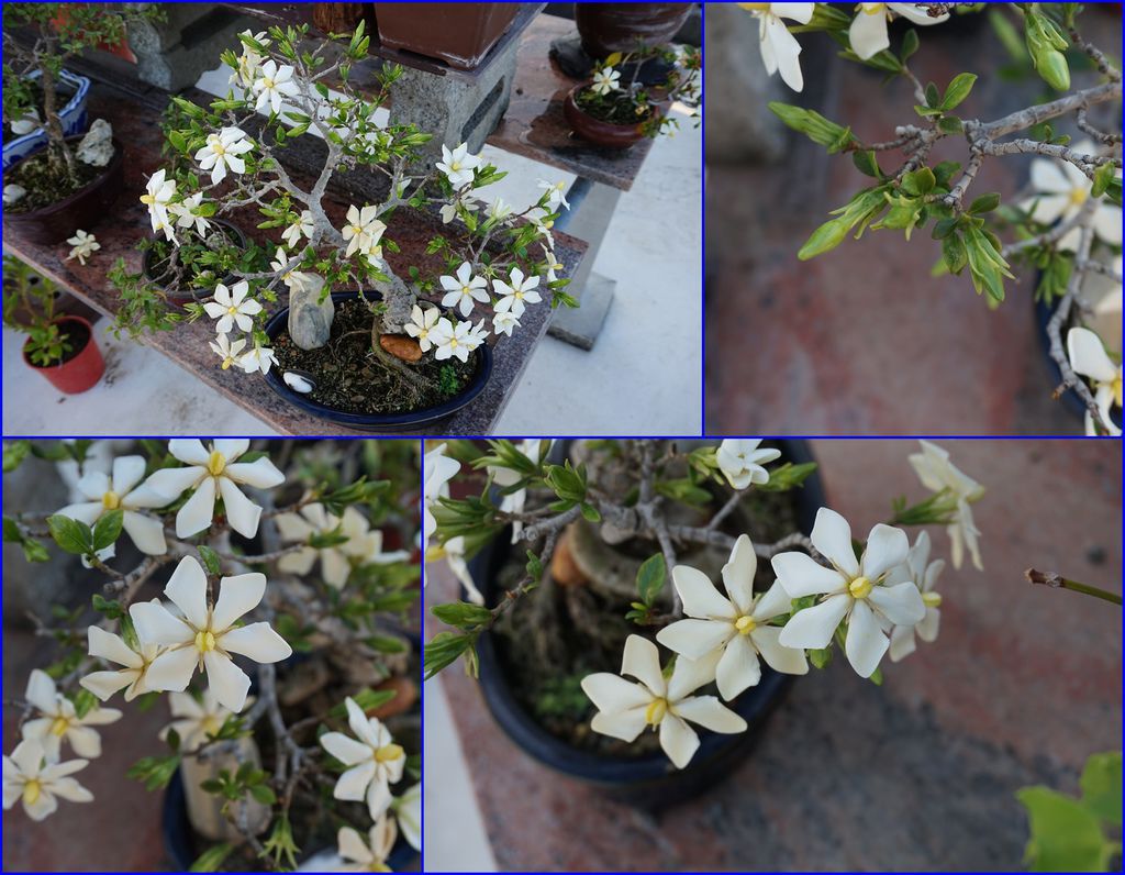 03槴子花-單瓣小小一盆花開盛茂.jpg 03槴子花-單瓣小小一盆花開盛茂.jpg