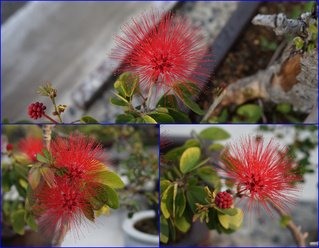 05紅粉樸花.jpg 05紅粉樸花.jpg