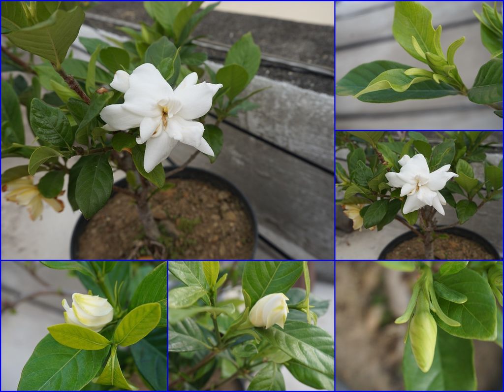 04槴子花-多瓣20140417插枝存活.jpg 04槴子花-多瓣20140417插枝存活.jpg