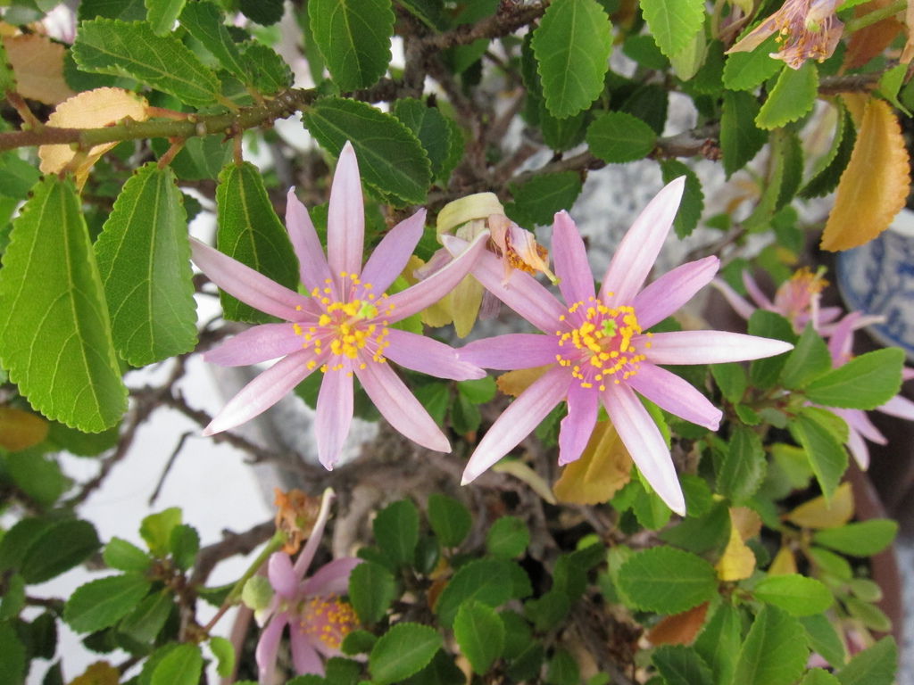 06水蓮木花.JPG 06水蓮木花.JPG