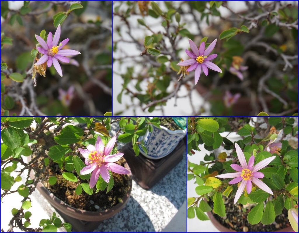 07水蓮木花.jpg 07水蓮木花.jpg