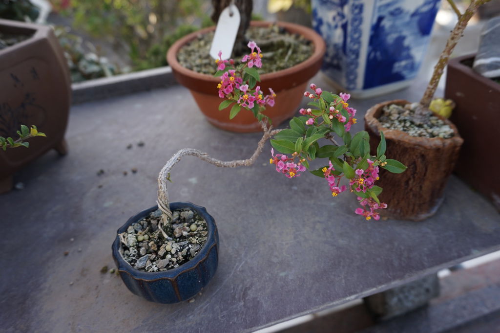 08李氏櫻桃小盆栽開花囉!.JPG 08李氏櫻桃小盆栽開花囉!.JPG