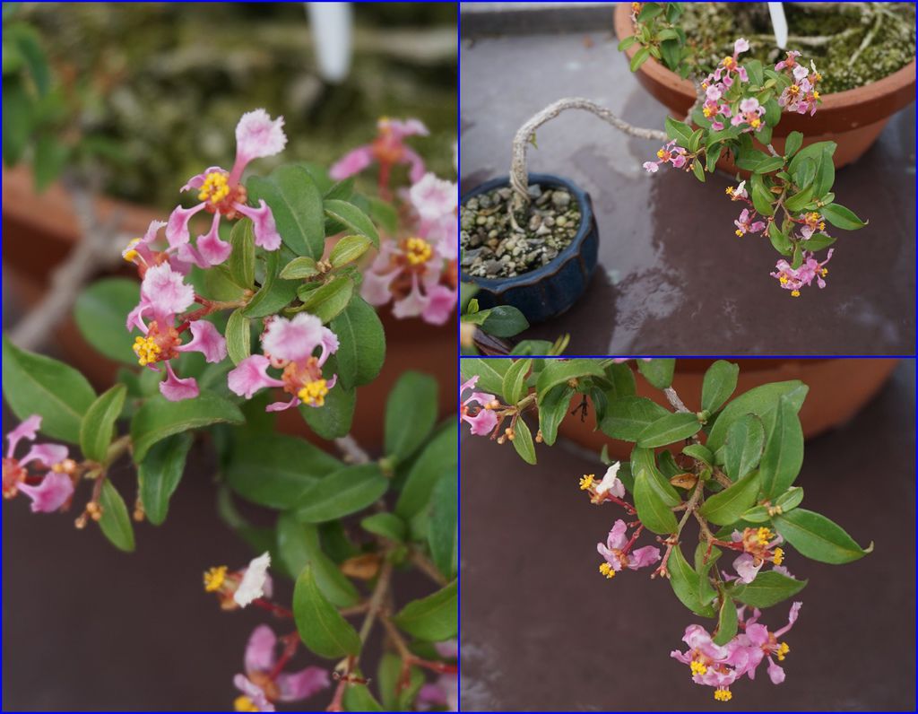 09李氏櫻桃小花.jpg 09李氏櫻桃小花.jpg