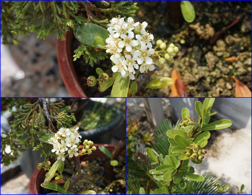 10狀元紅開白花及結果.jpg 10狀元紅開白花及結果.jpg