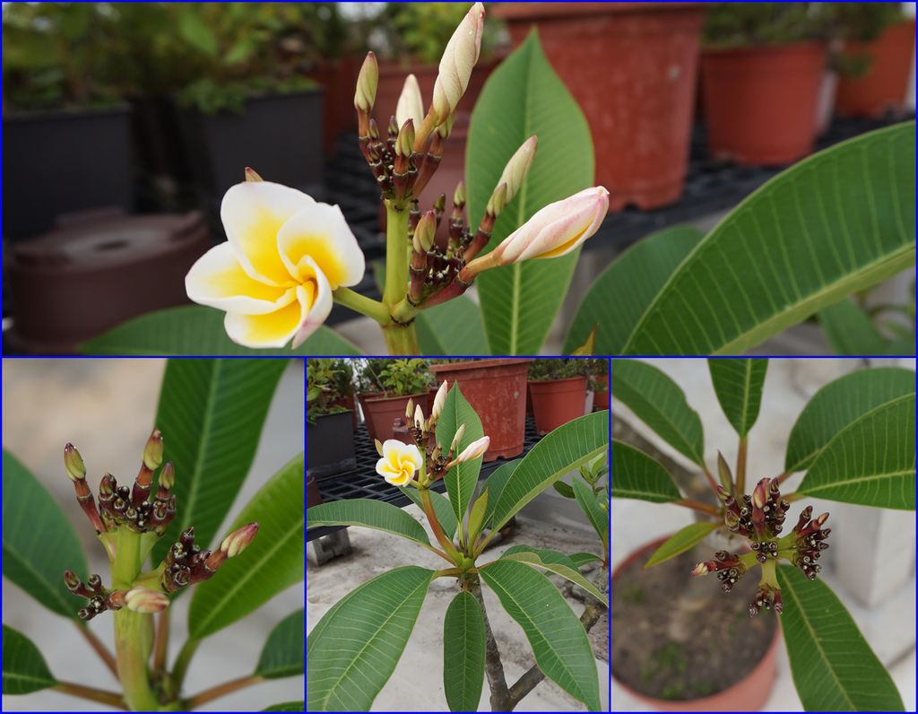 12雞蛋花準備開花了.jpg 12雞蛋花準備開花了.jpg