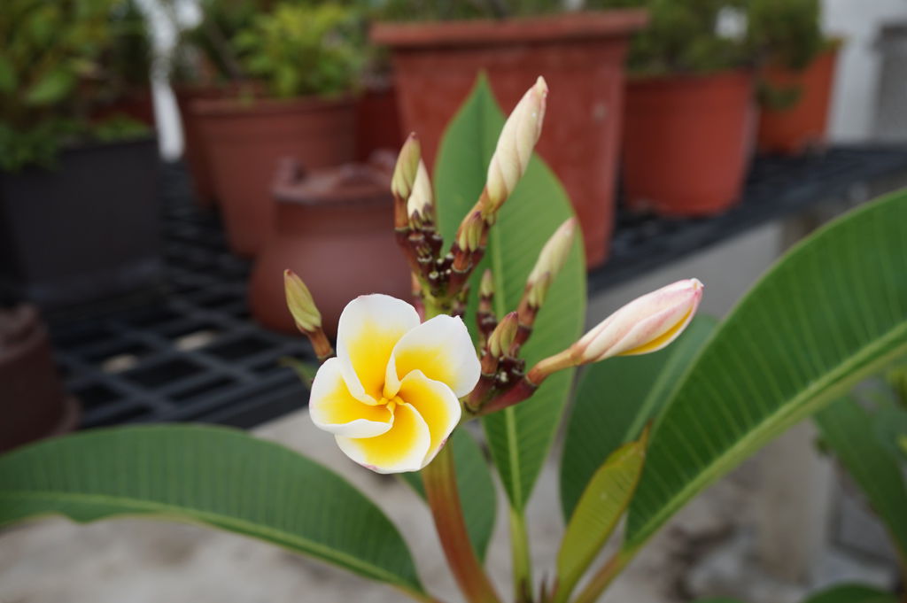 11雞蛋花-20130501同事家剪枝及插枝存活.JPG 11雞蛋花-20130501同事家剪枝及插枝存活.JPG