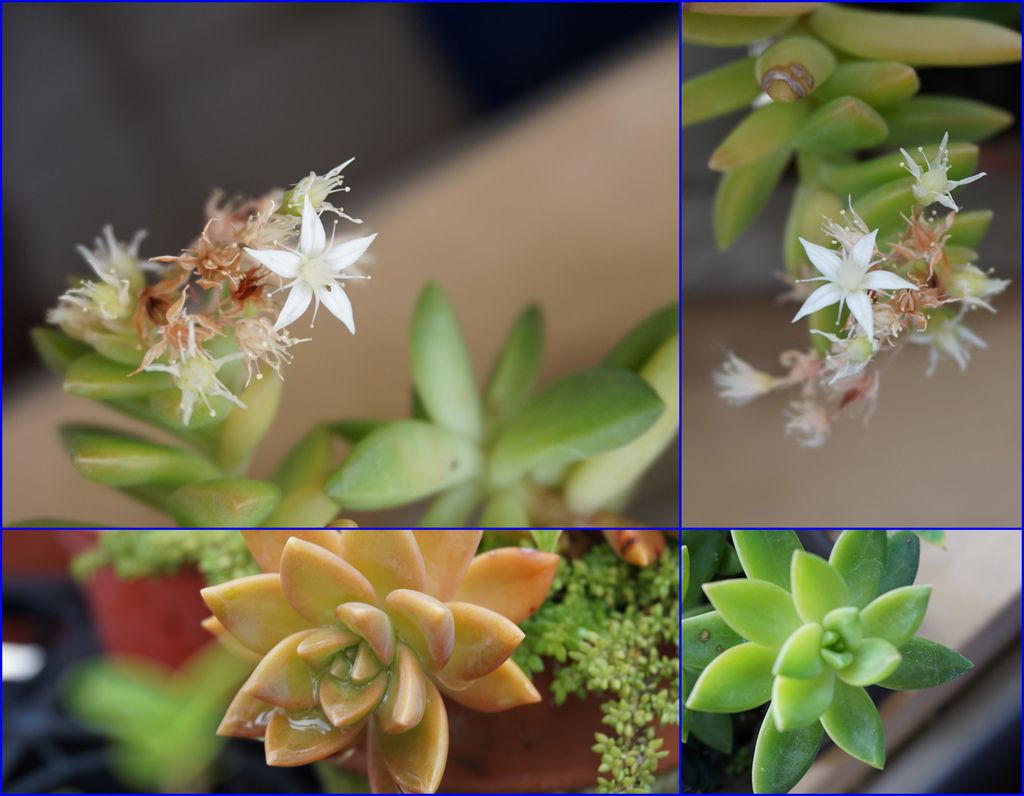 13銘月多肉開花.jpg 13銘月多肉開花.jpg