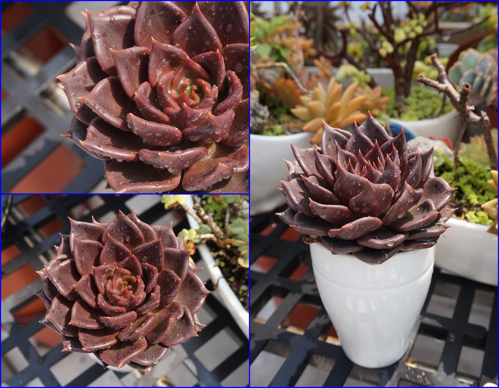 14黑王子多肉很像花朵一樣.jpg 14黑王子多肉很像花朵一樣.jpg