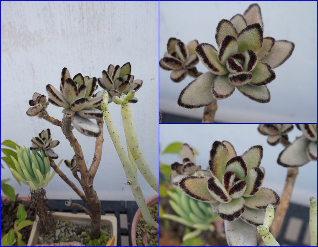 16毛絨絨的月免耳.jpg 16毛絨絨的月免耳.jpg