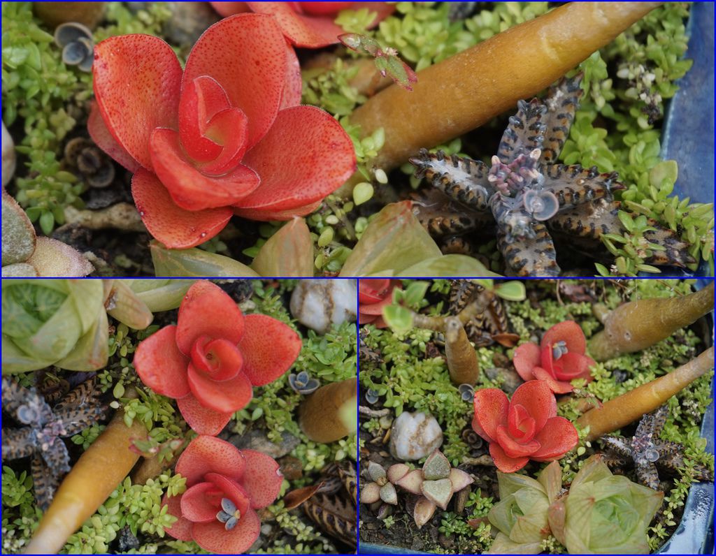 15多肉火祭像紅通通的花朵.jpg 15多肉火祭像紅通通的花朵.jpg