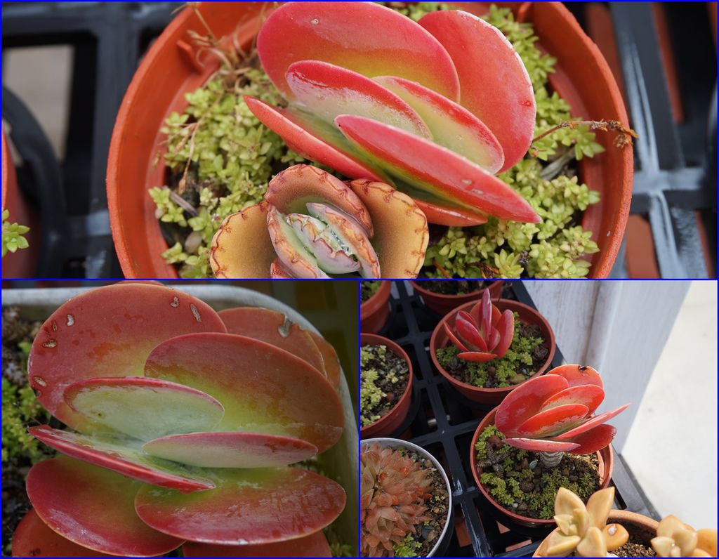 17唐印多肉.jpg 17唐印多肉.jpg