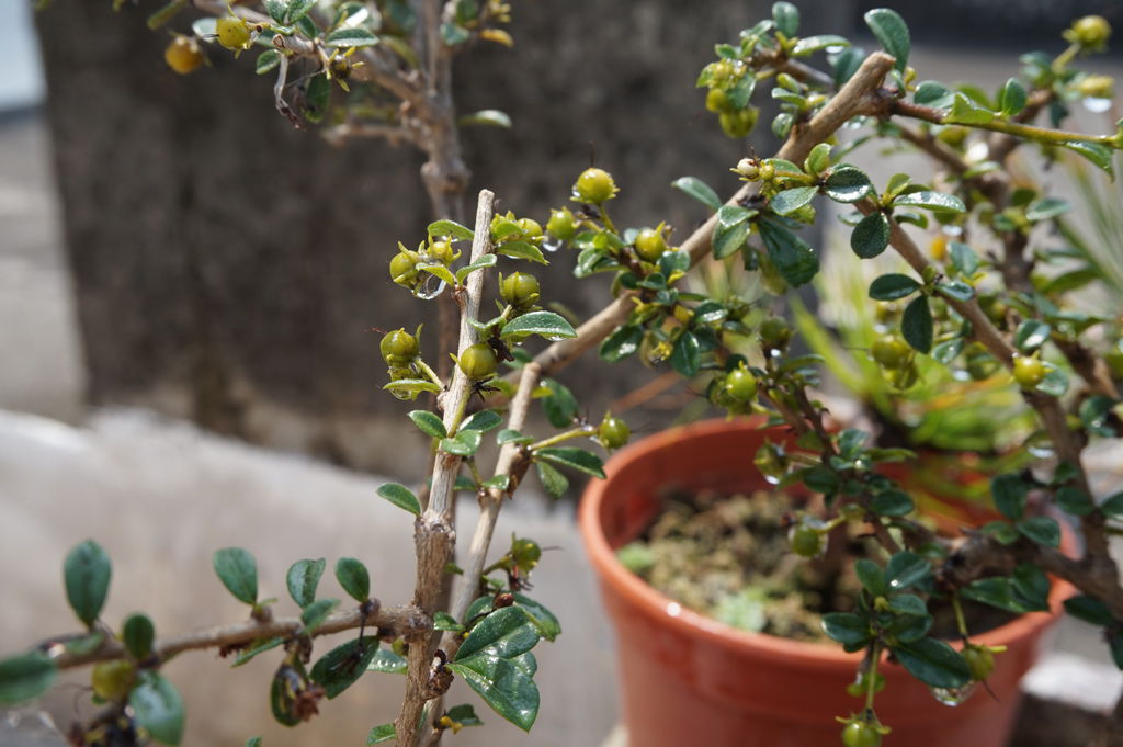 18福建茶結果.JPG 18福建茶結果.JPG