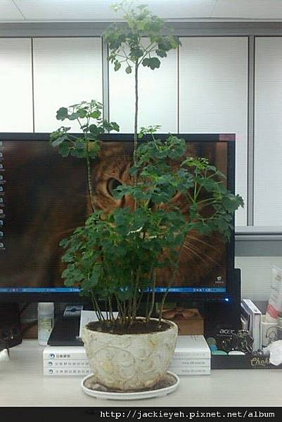富貴樹 富貴樹