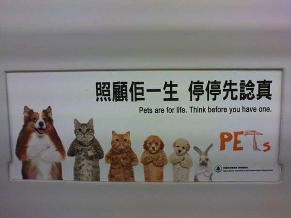 寵物廣告
