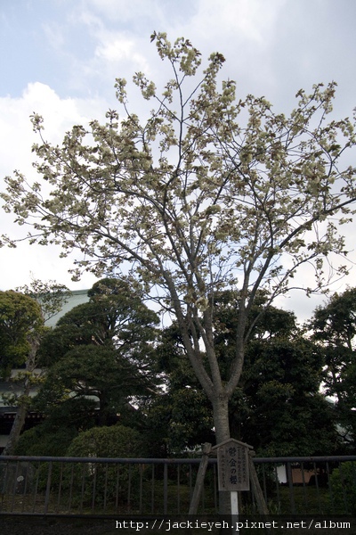成田山新勝寺 成田山新勝寺