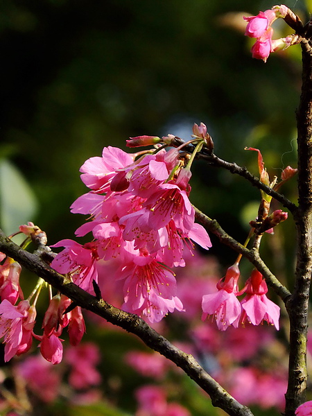 木柵櫻花開1.jpg 木柵櫻花開1.jpg