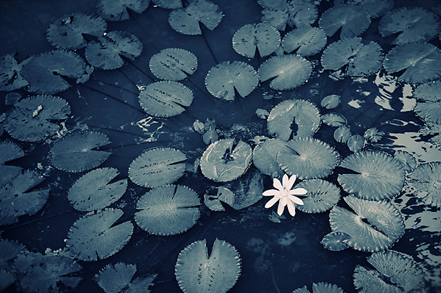 DSC_0771.jpg DSC_0771.jpg